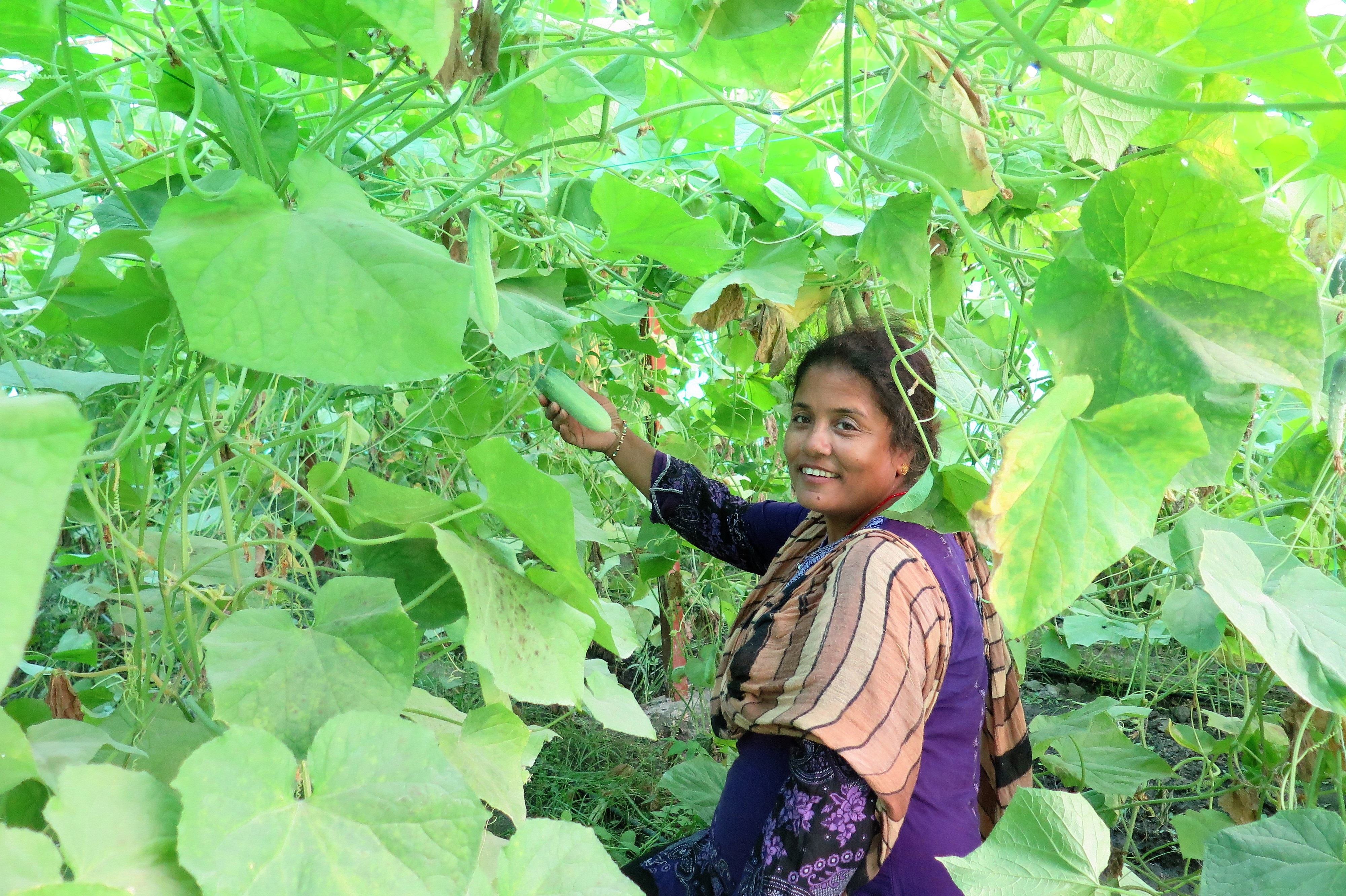 Nepalilainen nainen poimii kurkkuja kasvihuoneessaan.